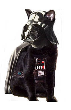 Vader Cat