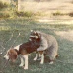 raccoon-hump-150x150.jpg